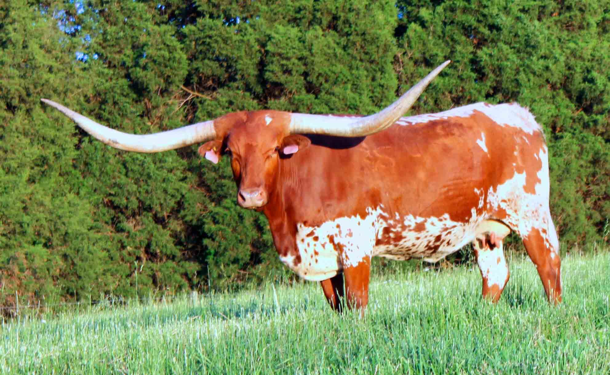 Rocking O Ranch Hot Playboy